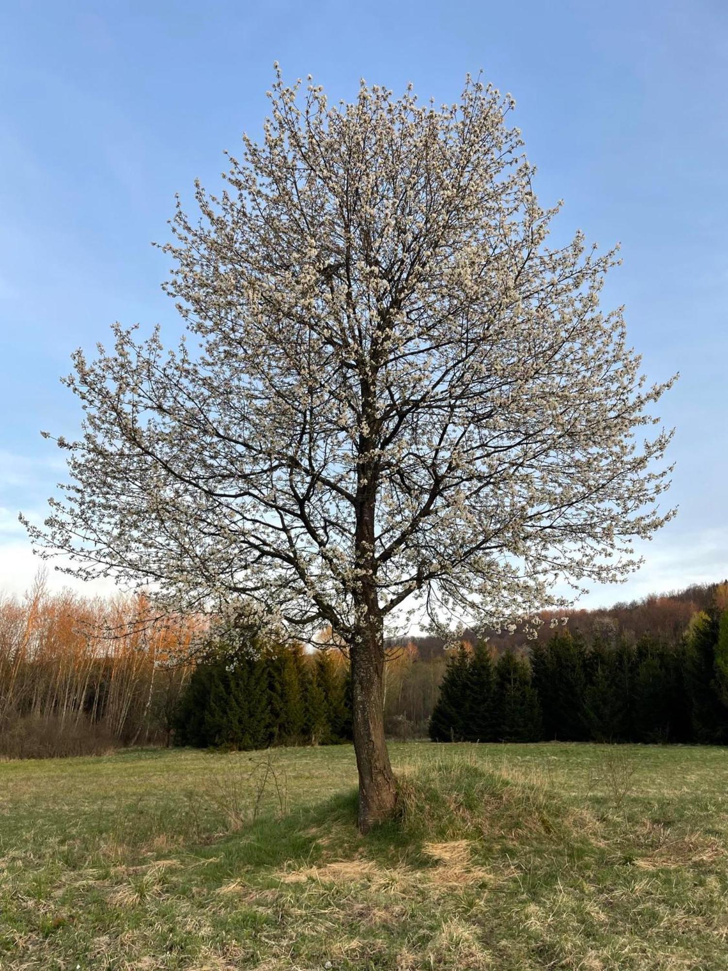 Latarnia Wagabundy Bieszczady Hotell Wola Michowa Exteriör bild